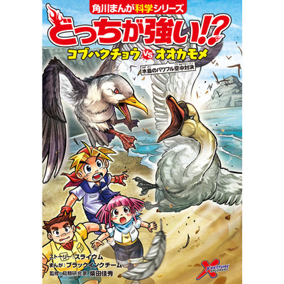 どっちが強い!?　コブハクチョウvsオオカモメ