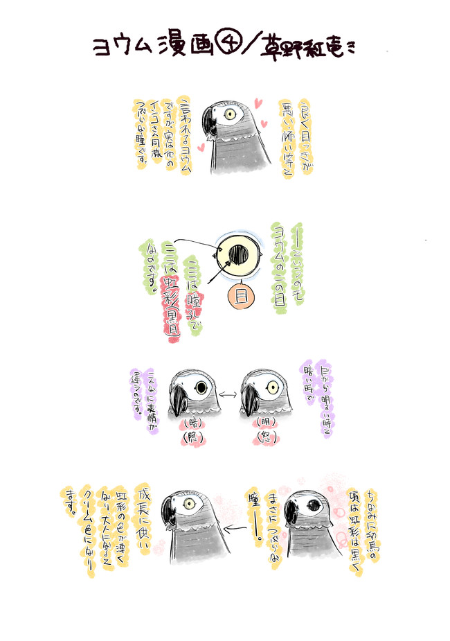 ヨウム漫画 第4話 ヨウム豆知識 草野紅壱 ニコニコ漫画
