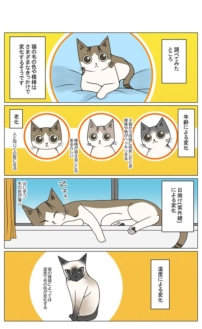 猫との暮らしを始めてみた 2 第146話 毛の色が変わる理由 Yana Y ニコニコ漫画