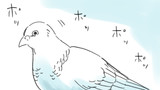 閑話『ハト』