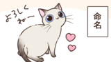 子猫のお名前【このちゃん⑧】