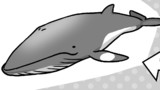 クジラは魚？哺乳類？