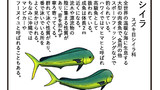 鬼頭魚