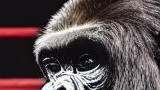 【ボクサー　対　ゴリラ】