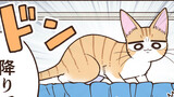 猫が高みを目指した結果