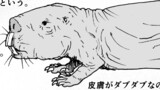 第76話１p解説「ハダカデバネズミ」