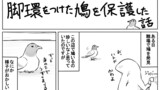 脚環をつけた鳩を保護した話