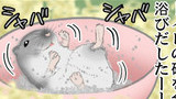 ハムスター４コマ 「ハムヨン」第1話