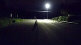 捨てネコ　ミクにゃんの事件簿