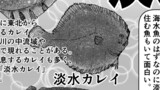 クック先生の動物講座