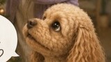 ココまいんど
