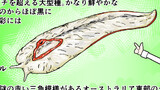 クック先生の動物講座