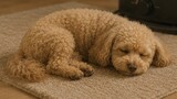 ココまいんど
