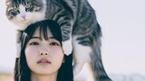 猫のせ