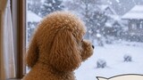 ココまいんど