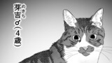 猫について