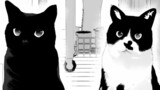 猫について