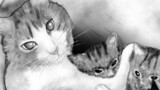 猫について