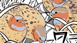 コジュケイを見に行こう　(後編)