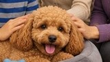 ココまいんど