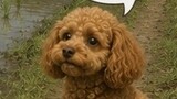 ココまいんど