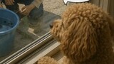ココまいんど