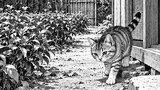 吾輩は猫である　原作夏目漱石