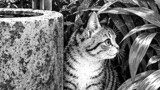 吾輩は猫である　原作夏目漱石