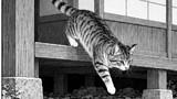吾輩は猫である　原作夏目漱石