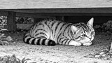 吾輩は猫である　原作夏目漱石