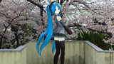 桜の下で