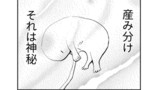 第9話 産み分け①