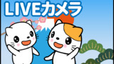 LIVEカメラ